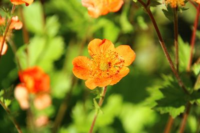 Close-up of orange flowering plant