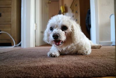 Portrait of dog on floor