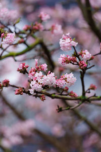 Close-up of pink cherry blossom