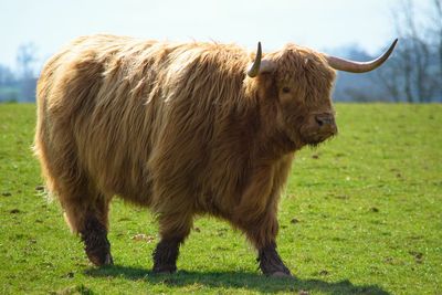 Highland cow standing in field