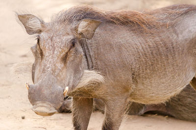 Close-up of an animal