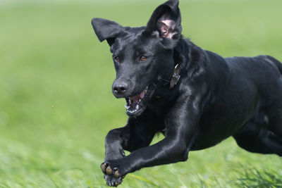 Close up of a black labrador puppy running through a field