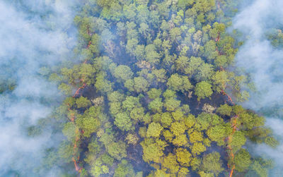 High angle view of trees in forest against sky