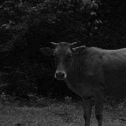 Portrait of cow standing on field