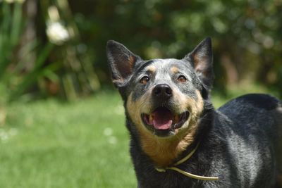 Close-up portrait of an australian male cattle dog