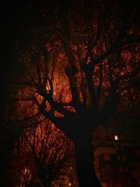 Trees against sky at night