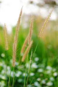 Close-up of stalks in field