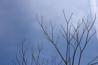 Low angle view of silhouette plants against sky
