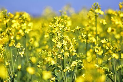 Close-up of yellow flowering plants on field