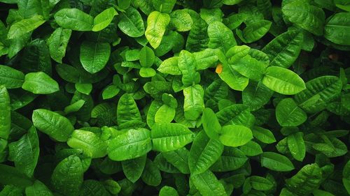 Full frame shot of green leaves