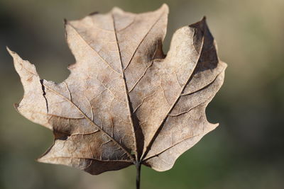 Close-up of maple leaf