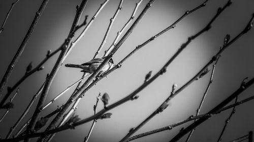 Low angle view of bird perching on branch