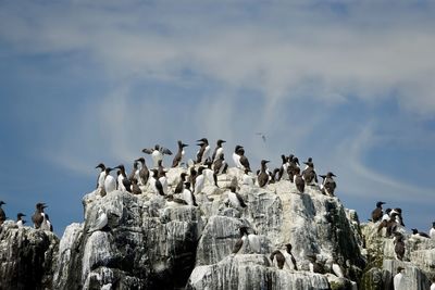 Birds perching on rock formation against sky