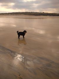 View of dog on beach