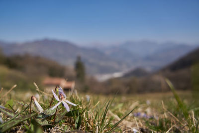 Close-up of grass on field against sky