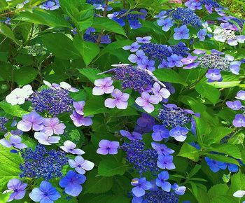 High angle view of purple flowering plants