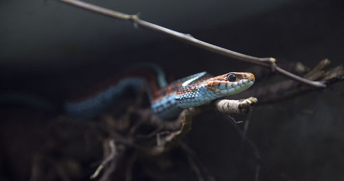 Close-up of lizard on tree