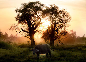 Side view of buffalo standing on field during sunset