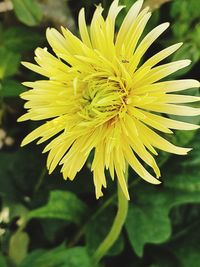 Close-up of yellow dandelion flower