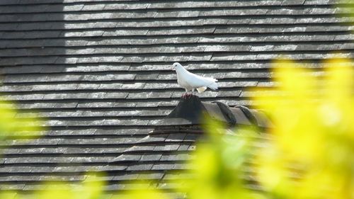 Close-up of bird perching on wood