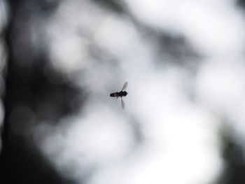Close-up of plant against blurred background