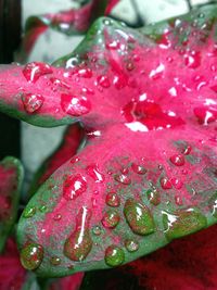 Close-up of water drops on leaves