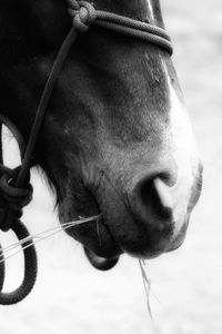 Close-up of a horse