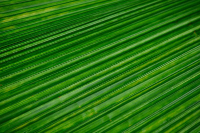 A beautiful of fan palm leaf pattern