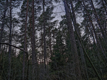 Low angle view of trees in forest