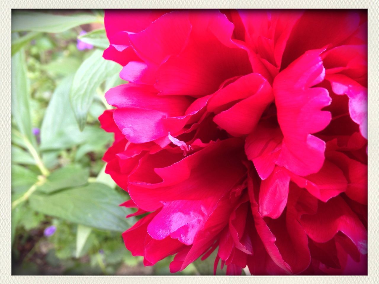 transfer print, flower, freshness, red, auto post production filter, petal, flower head, fragility, close-up, growth, beauty in nature, nature, plant, blooming, rose - flower, focus on foreground, pink color, no people, single flower, day