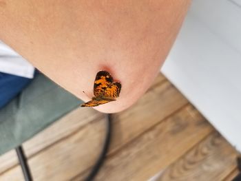 High angle view of butterfly on table