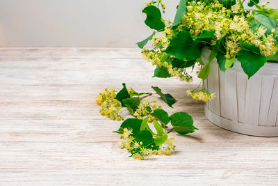 Potted plant on table