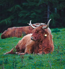 Lion relaxing in a field