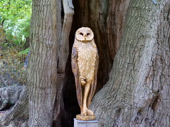 View of an animal on tree trunk