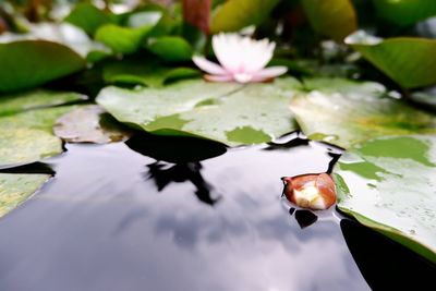 Close-up of lotus water lily in lake