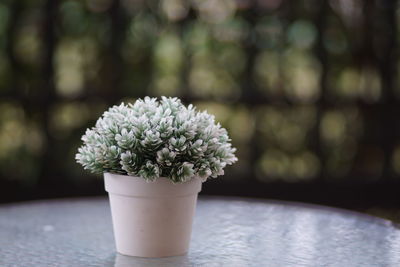 Close-up of white flower pot on table