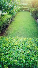 Plants growing on field