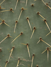 Close-up of cactus spikes
