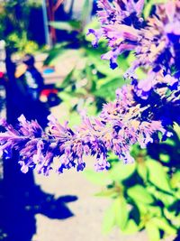 Close-up of purple flowering plant