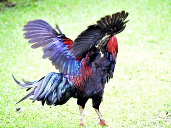 Close-up of bird on grass