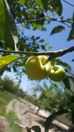 Close-up of fruit growing on tree