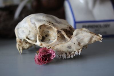 Close-up of animal skull on table