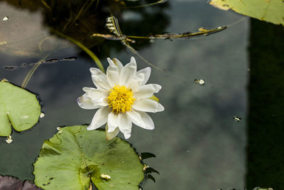 Close-up of lotus water lily in pond