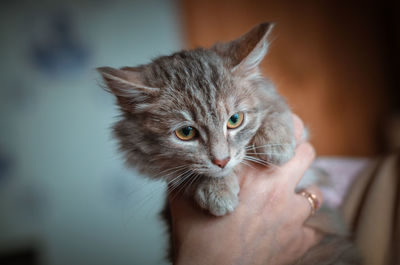 Close-up of hand holding cat