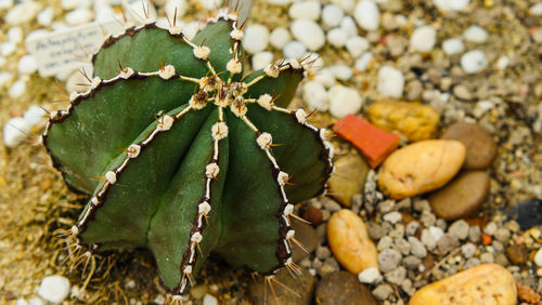 Close-up of plant growing on land