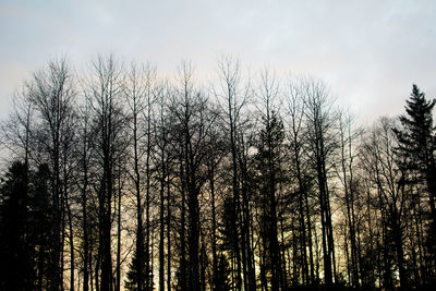 Low angle view of trees against sky