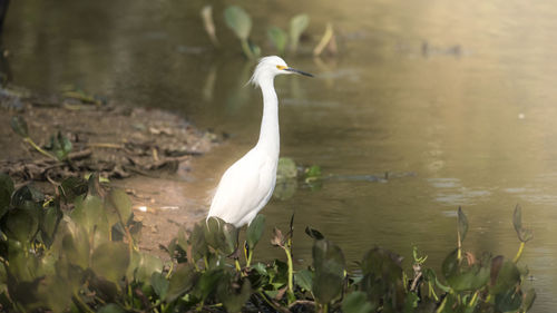 Gray heron in lake