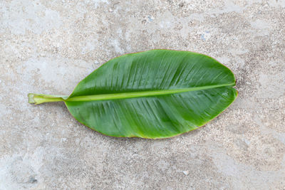 High angle view of leaf in water