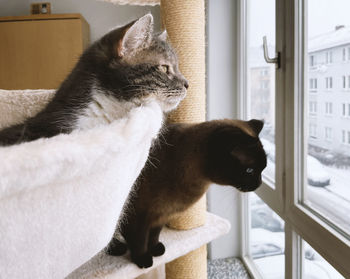 Cat looking through window at home