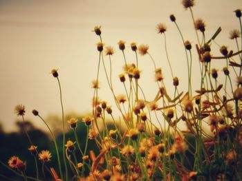 Close-up of flowers blooming in field